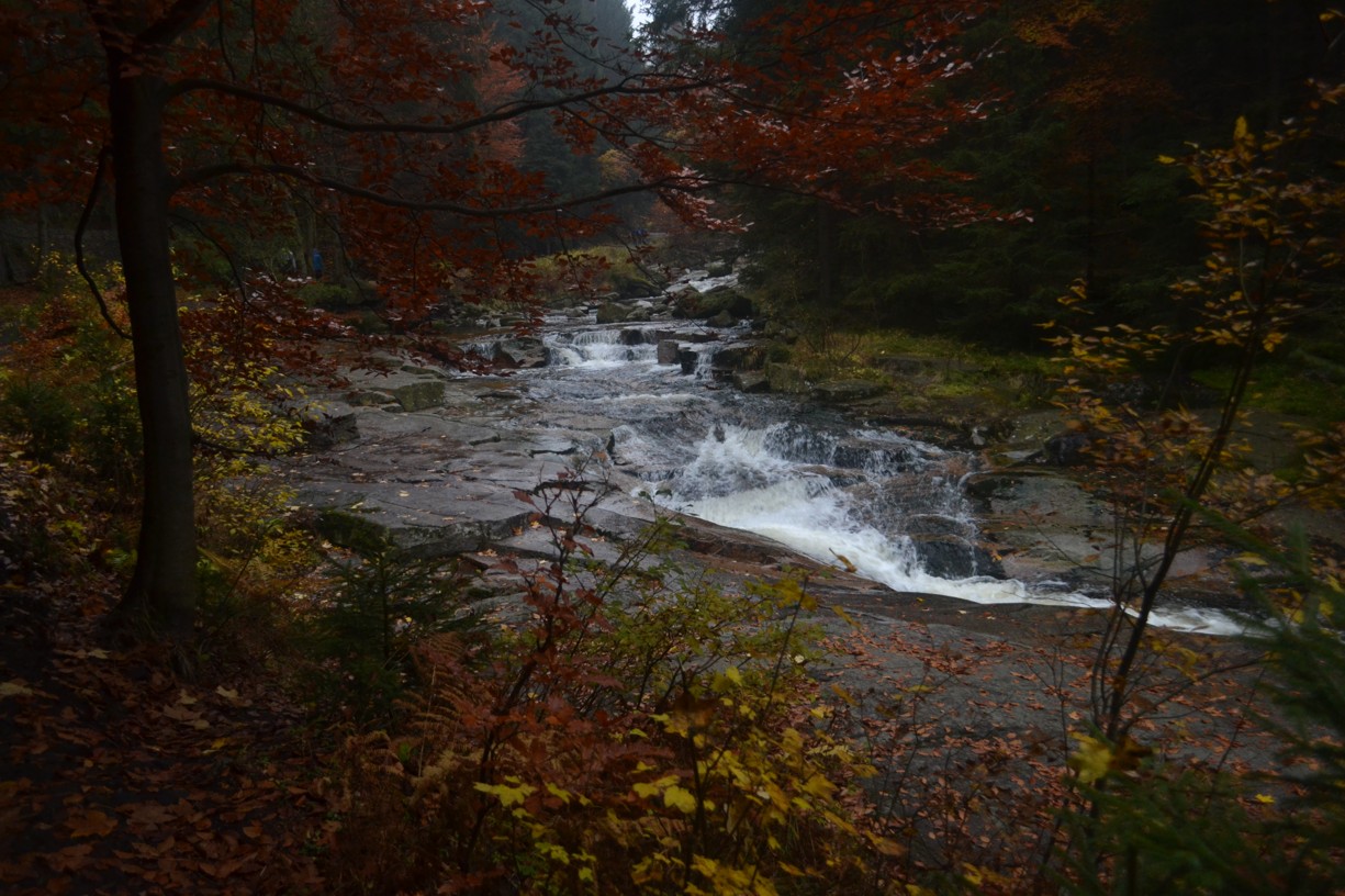 DSC_0241